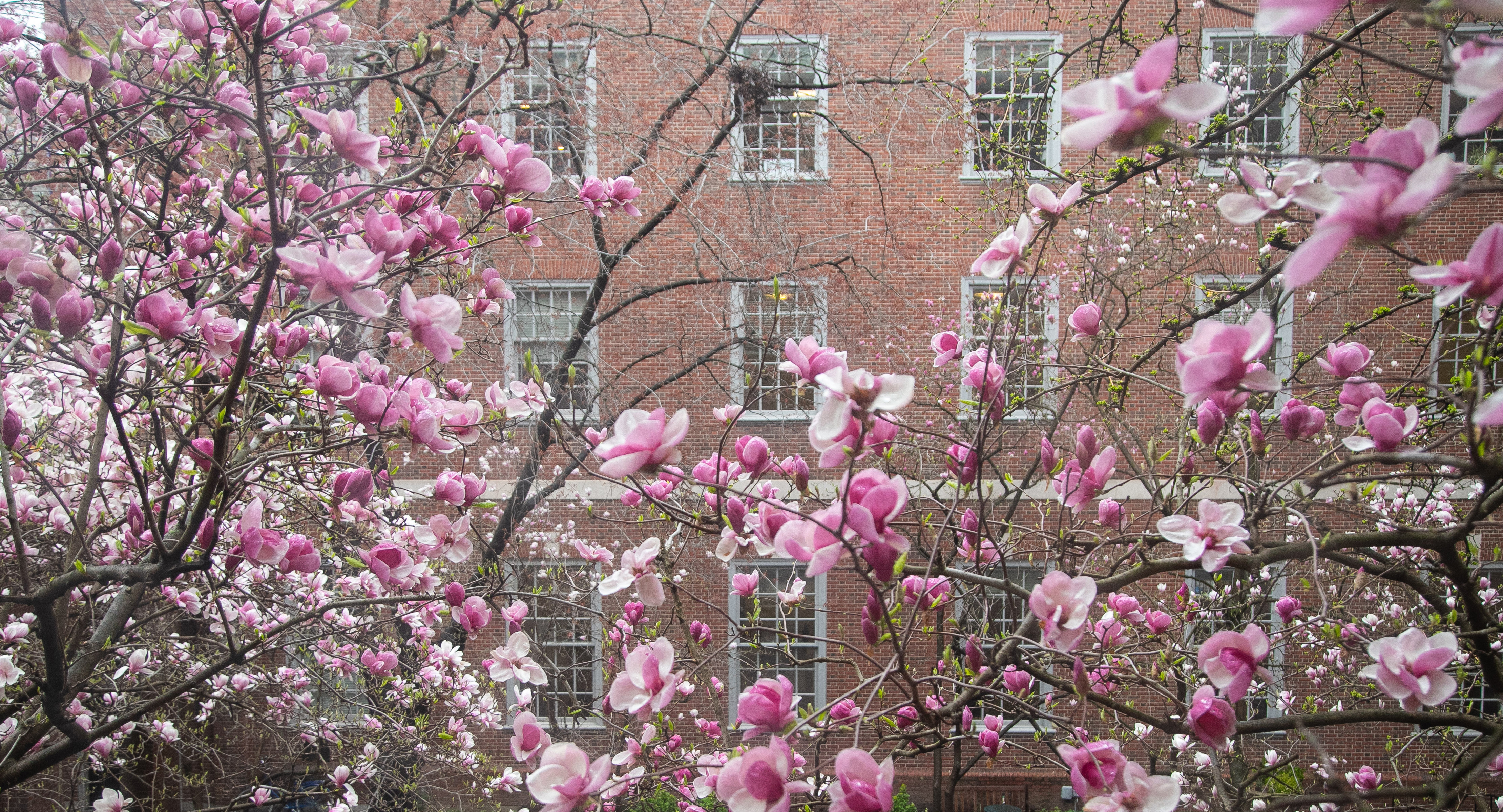 The magnolia trees in full bloom in Vanderbilt Hall Courtyard