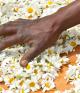Drying Pyrethrum flowers in the sun in Rwanda, Africa