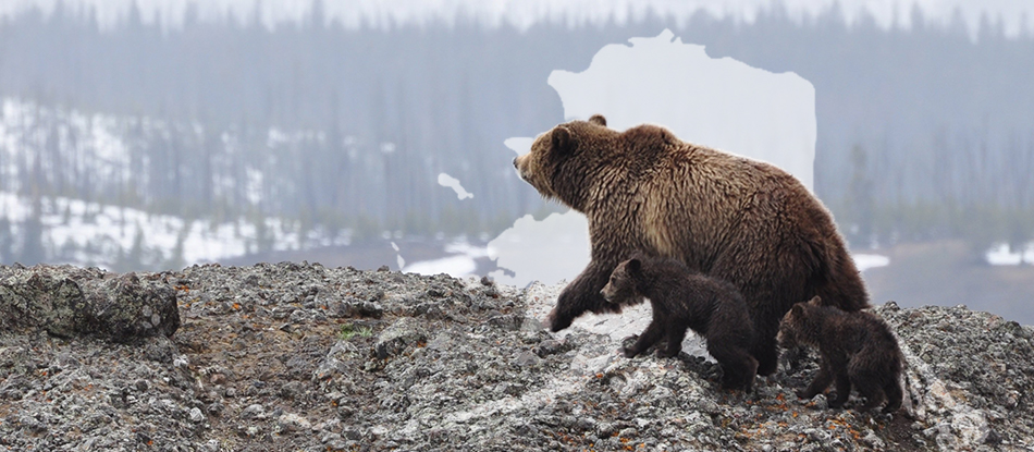 A brown bear with two cubs.
