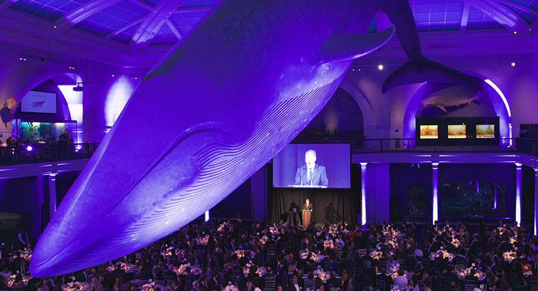 A whale statue suspended in mid air hanging over the crowd at the American Museum of Natural History where NYU Law held it's Lead the Way Campaign kickoff