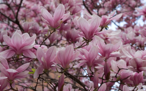 Magnolias in Vanderbilt Hall courtyard