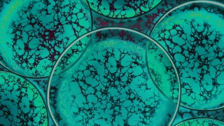 Close up of cells under a microscope