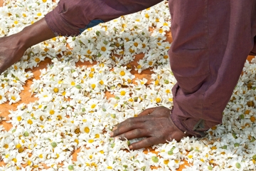 Drying Pyrethrum flowers in the sun in Rwanda, Africa