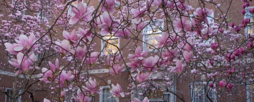 Magnolias in Vanderbilt Hall courtyard