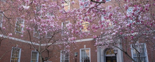 Vanderbilt Hall courtyard with magnolias in bloom