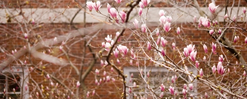 Magnolias in Vanderbilt Hall courtyard