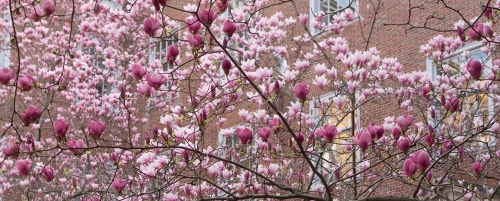 Magnolias in Vanderbilt Hall courtyard