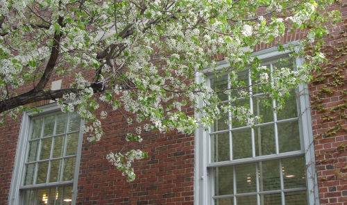 Close up of windows in front of Vanderbilt Hall