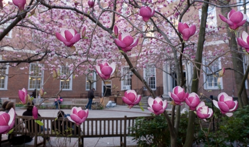 Magnolias in Vanderbilt Hall courtyard