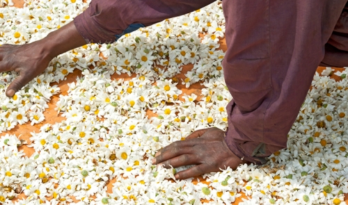 Drying Pyrethrum flowers in the sun in Rwanda, Africa