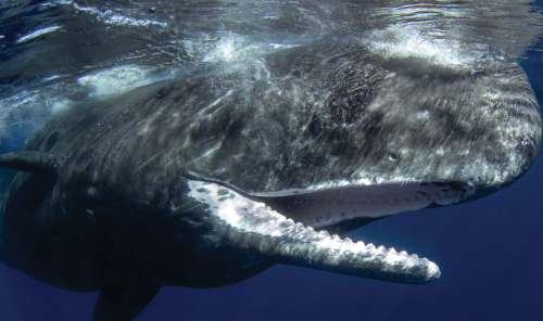 Cesar Rodríguez-Garavito animal communication ideas story image of sperm whale