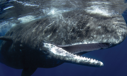 Cesar Rodríguez-Garavito animal communication ideas story image of sperm whale