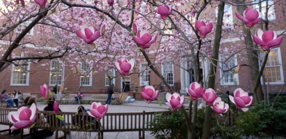 Magnolias in Vanderbilt Hall courtyard