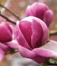 close up of Magnolia flower
