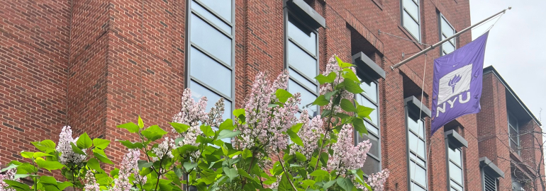 Lilacs bloom in front of Furman Hall at NYU Law