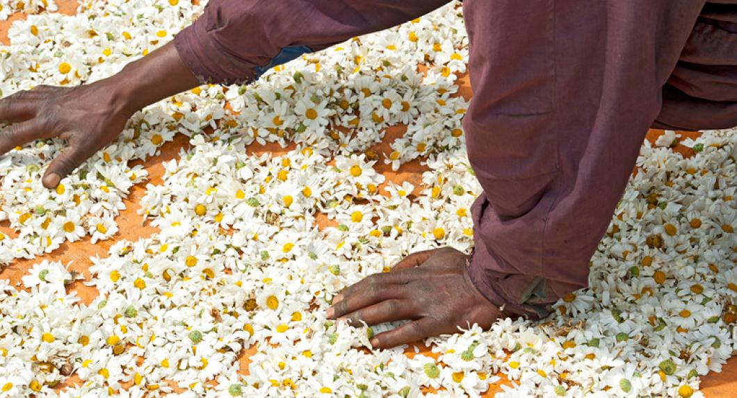 Drying Pyrethrum flowers in the sun in Rwanda, Africa