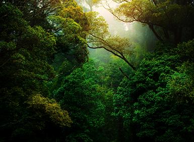 Sunlight on trees