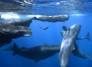 Patrick Dykstra scuba diving with whales