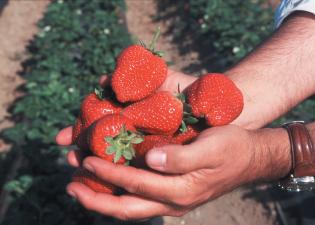 Strawberries in Monterey County, CA.