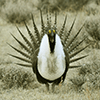 A sage grouse — a bird with a distinctive array of sharp tail feathers.