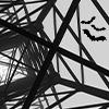 Transmission tower and bats