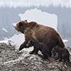 A brown bear with two cubs.