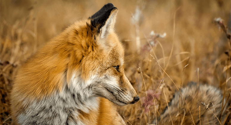 A close-up image of a fox camouflaged against tan grassland.